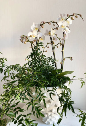 Double Orchid with Jasmine