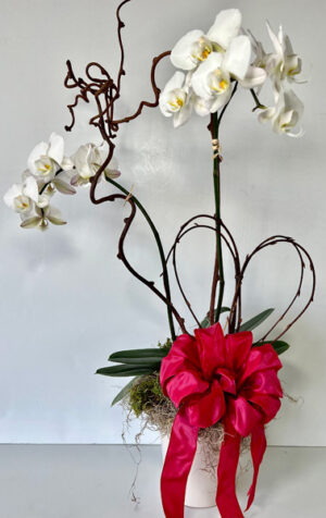 Orchid with Curly Heart and Bow