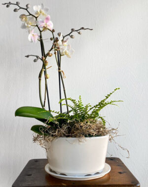 Mini Orchid with Fern