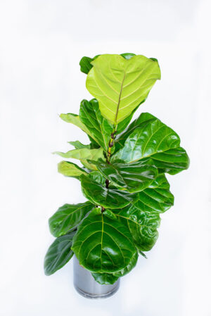 Fiddle Leaf Fig