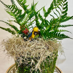 Autumn Fern