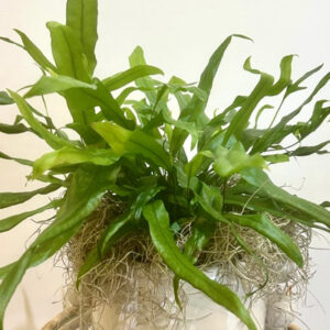 Birds Nest Fern