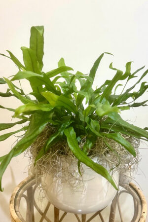 Birds Nest Fern