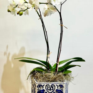 Double Orchid
