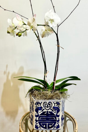 Double Orchid