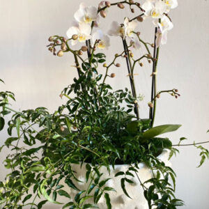 Double Orchid with Jasmine