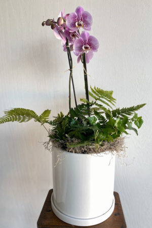 Double Orchid with Ivy and Ferns