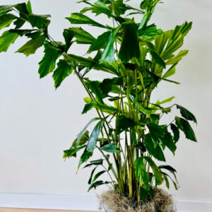 Fishtail Palm
