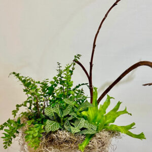 Green Plant Assortment