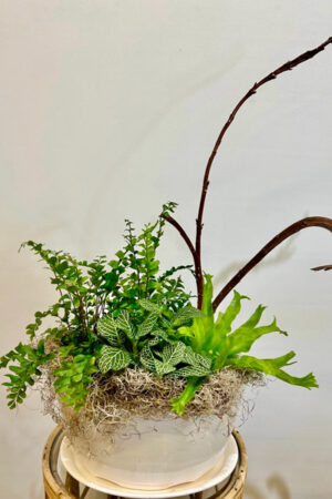 Green Plant Assortment