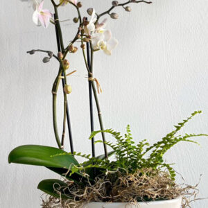 Mini Orchid with Fern