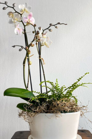 Mini Orchid with Fern