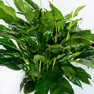 Peace Lily
